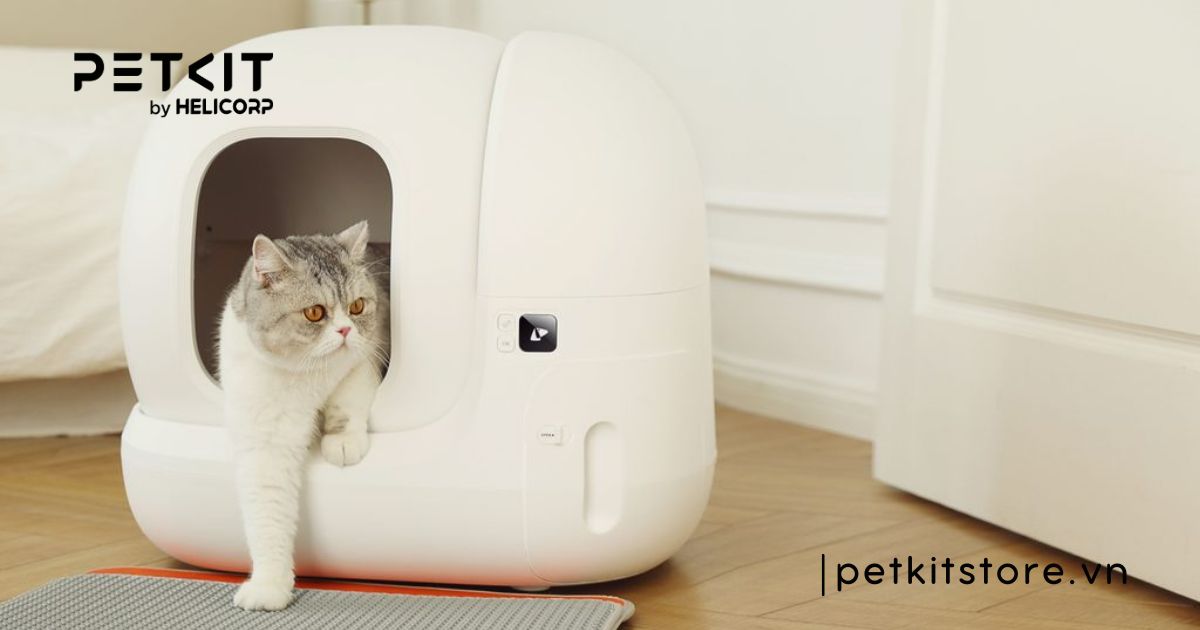 mèo đực triệt sản vẫn gào cái