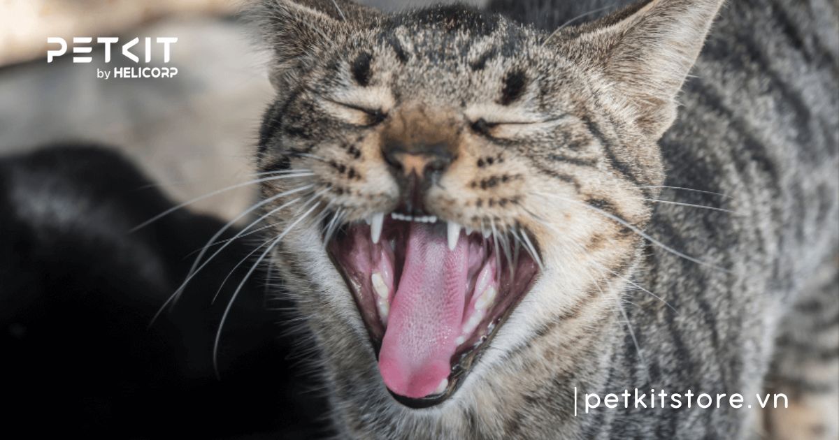 mèo đực triệt sản vẫn gào cái