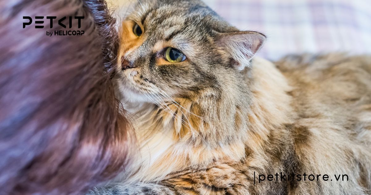 Mèo ị ra tóc nguy hiểm không