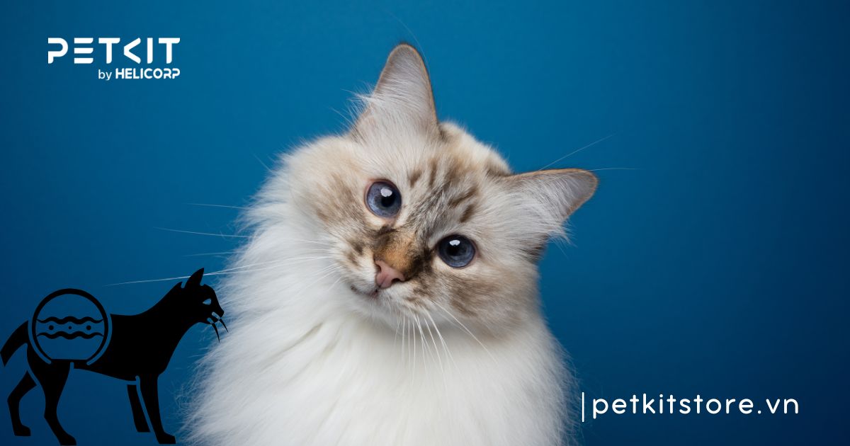 Mèo ị ra tóc nguy hiểm không