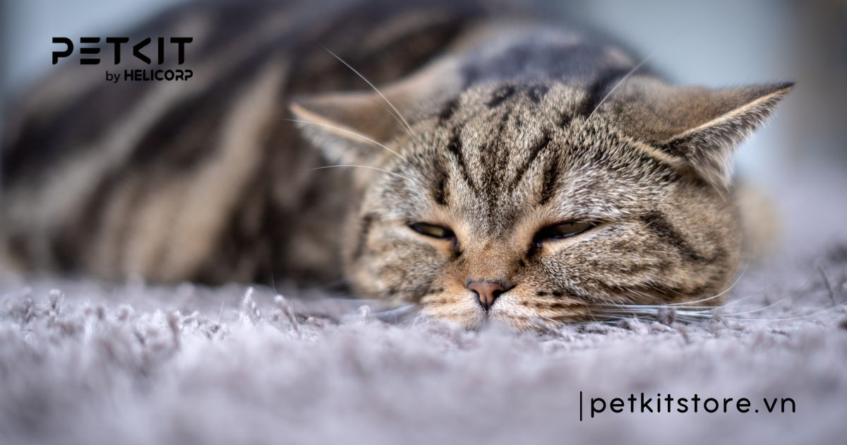 Mèo ị ra tóc nguy hiểm không