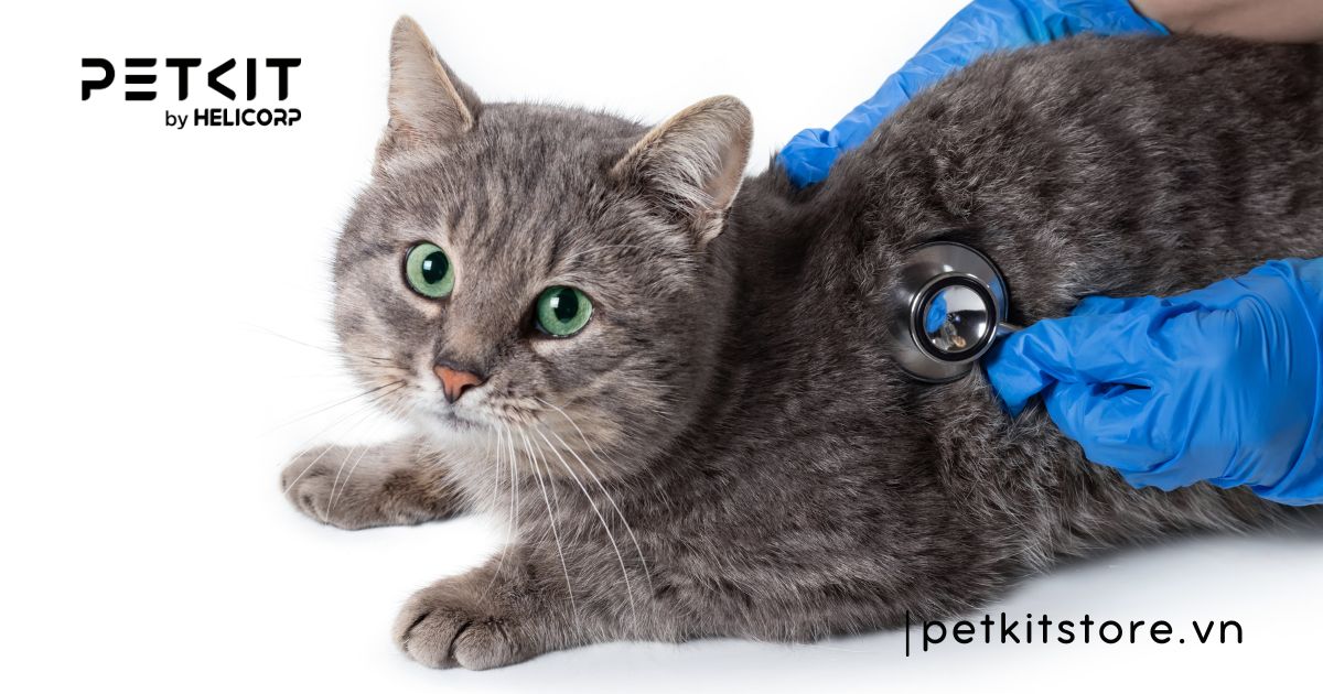 Mèo ị ra tóc nguy hiểm không