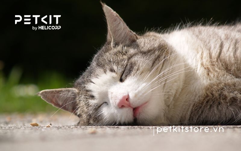 mèo không ăn bao lâu thì chết