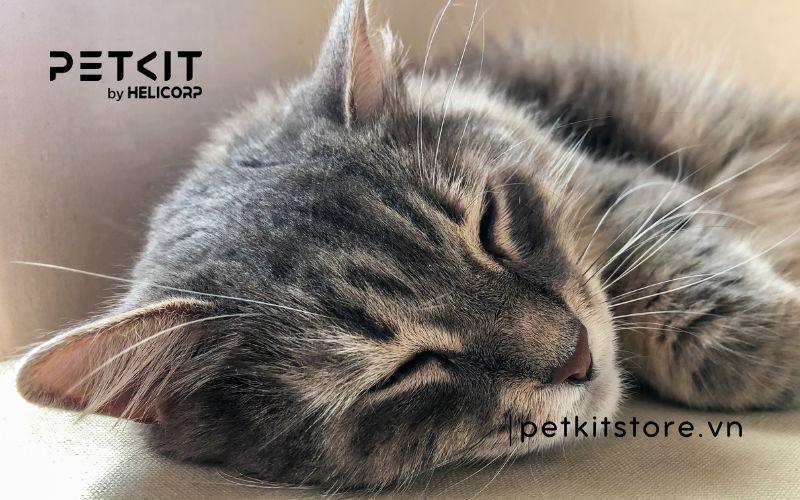 mèo không ăn bao lâu thì chết