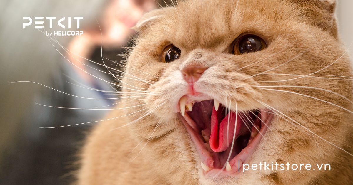 Mèo không bị dại cắn có sao không