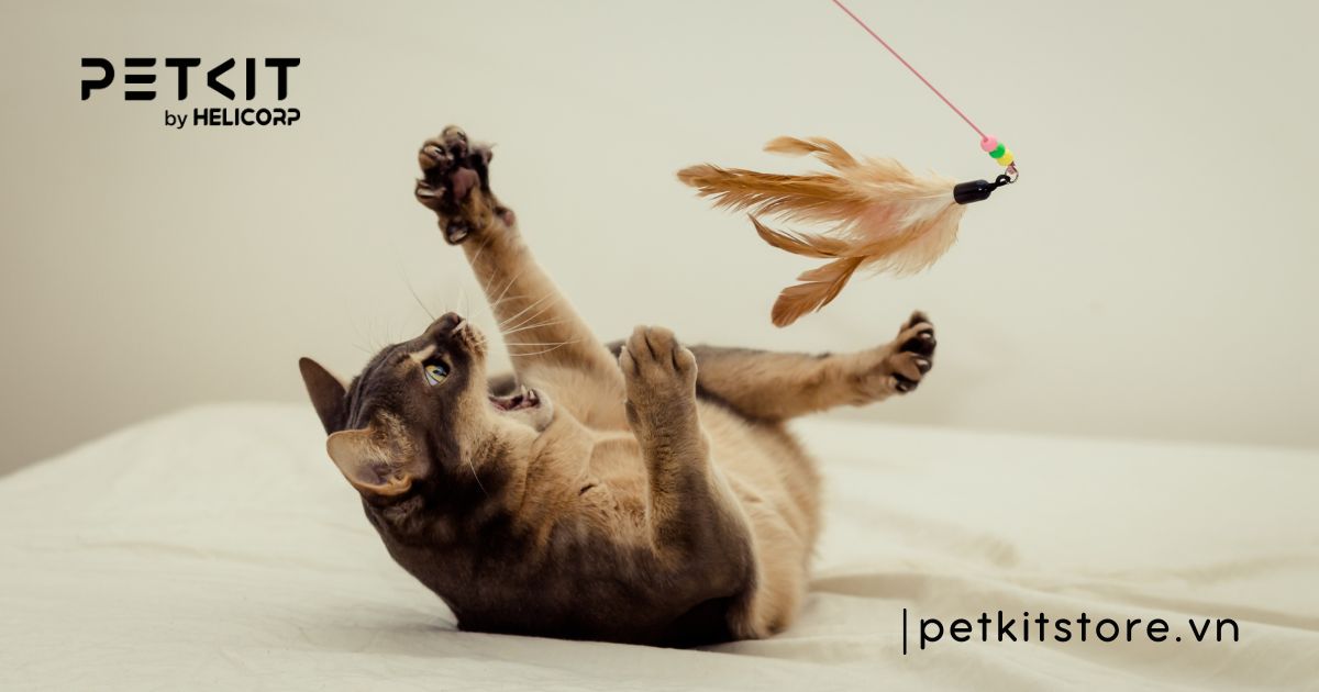 Mèo không bị dại cắn có sao không