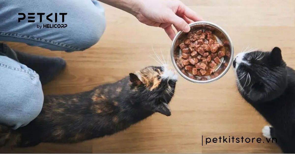 Mèo không chịu ăn pate