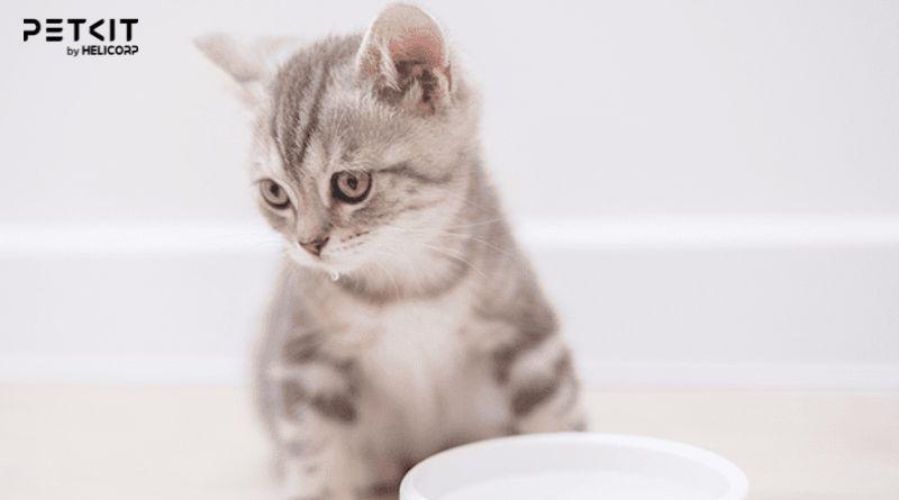 Nguyên nhân mèo không uống nước