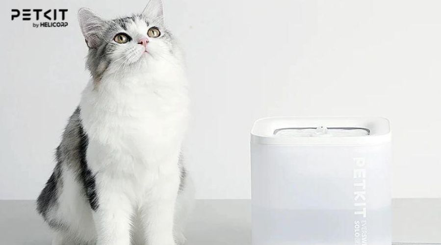 Nguyên nhân mèo không uống nước