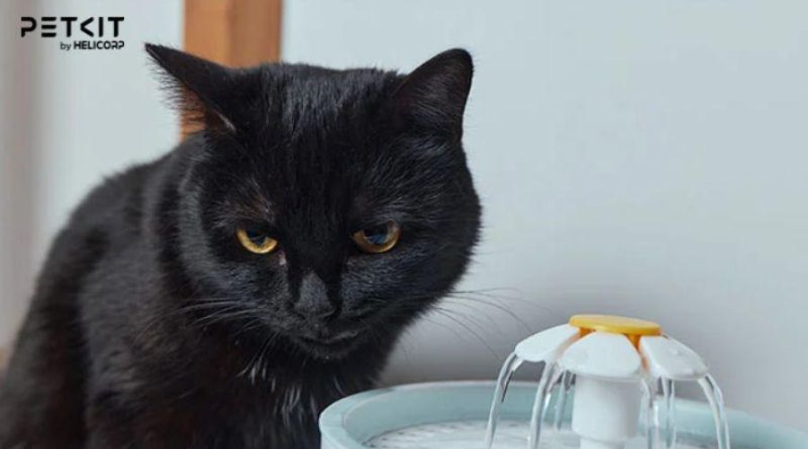 Nguyên nhân mèo không uống nước