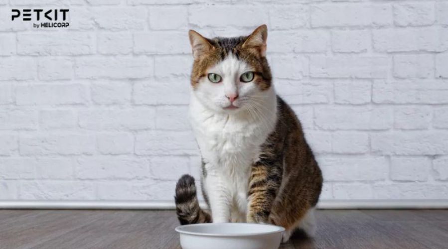 Nguyên nhân mèo không uống nước