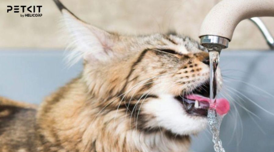 Nguyên nhân mèo không uống nước