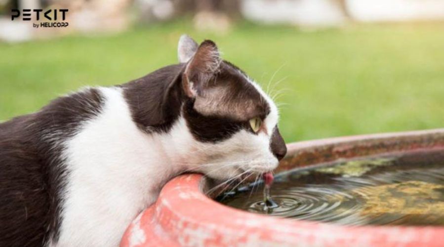 Nguyên nhân mèo không uống nước