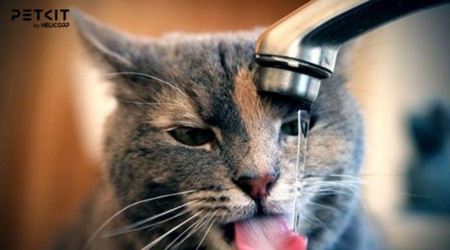 Nguyên nhân mèo không uống nước