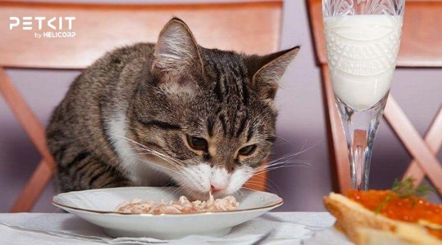 Nguyên nhân mèo không uống nước