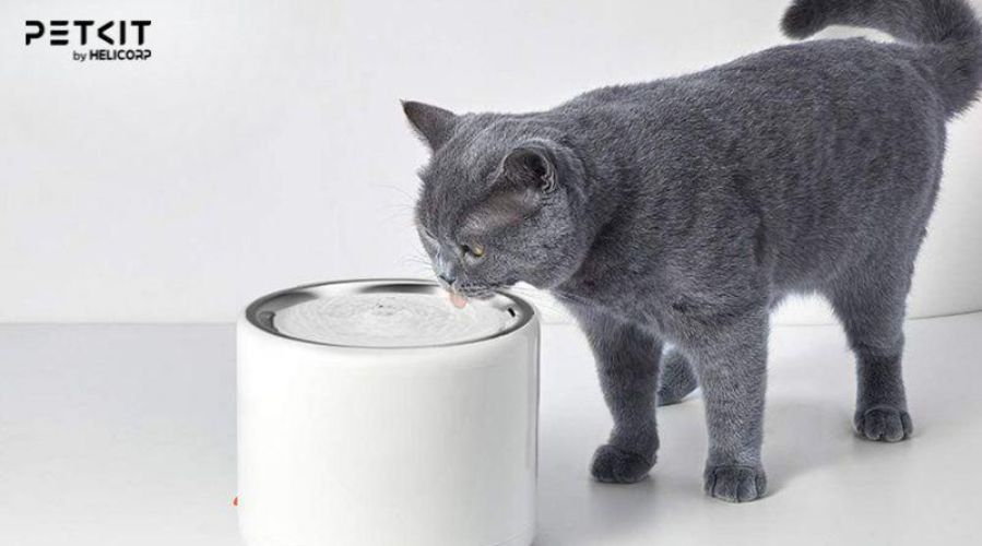 Nguyên nhân mèo không uống nước