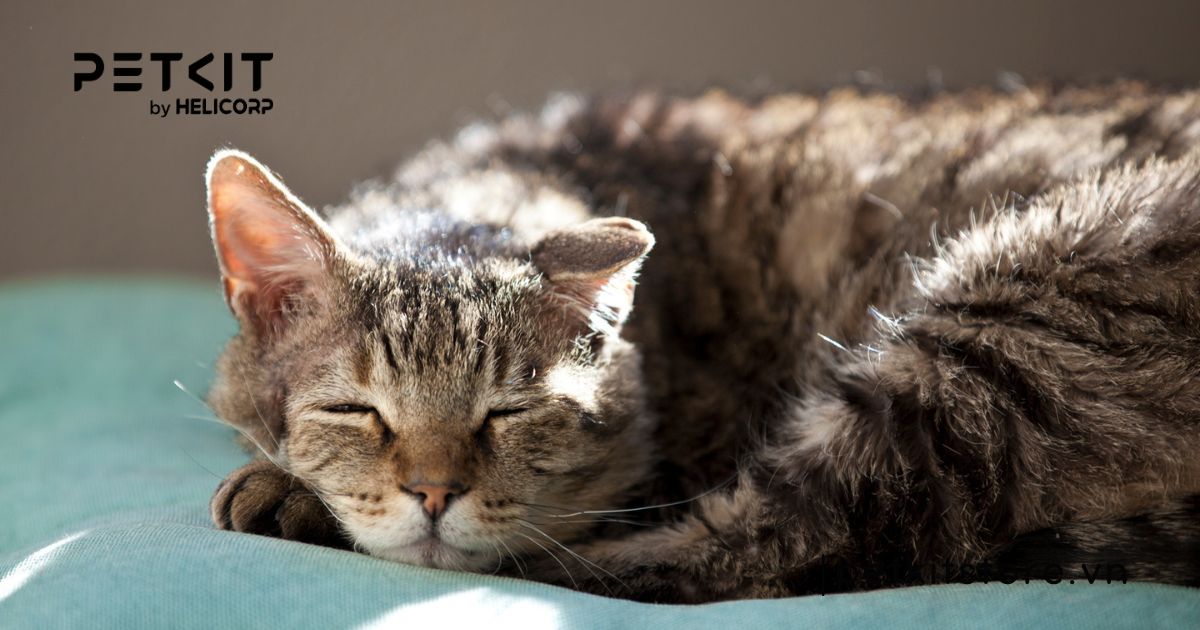 mèo không đi ị 2 ngày