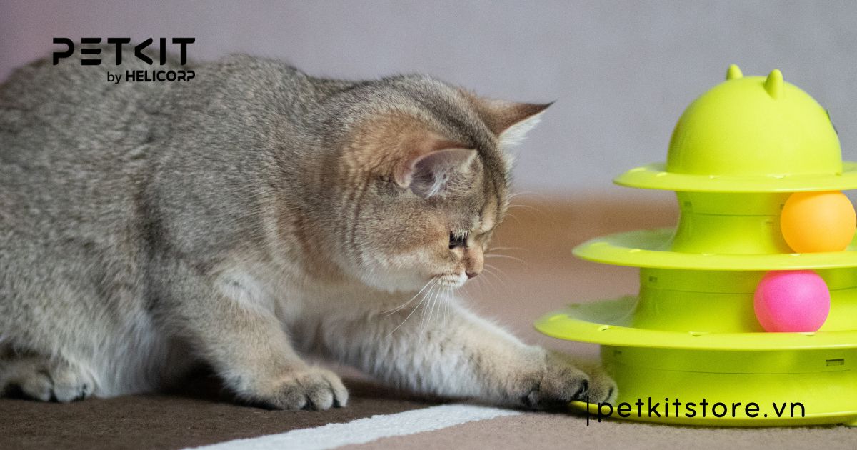 mèo không đi ị 2 ngày