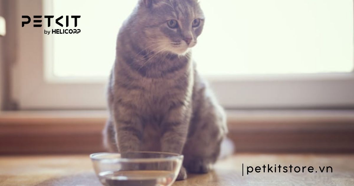 Mèo không uống nước