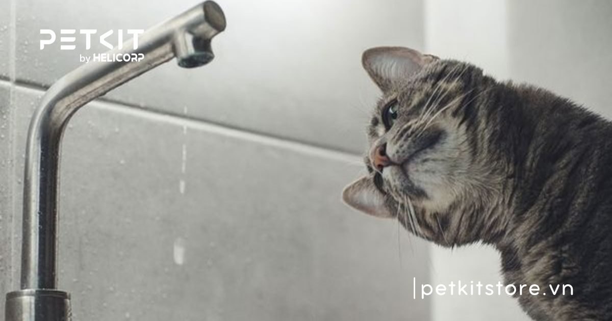 Mèo không uống nước