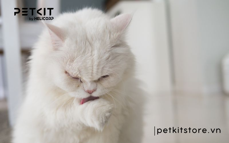 Hít phải lông mèo có sao không