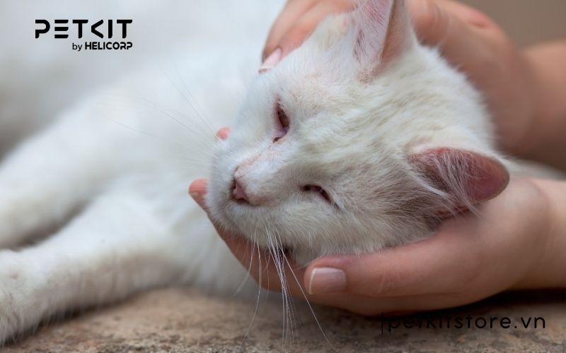 Mèo bị giảm bạch cầu có bị lại không