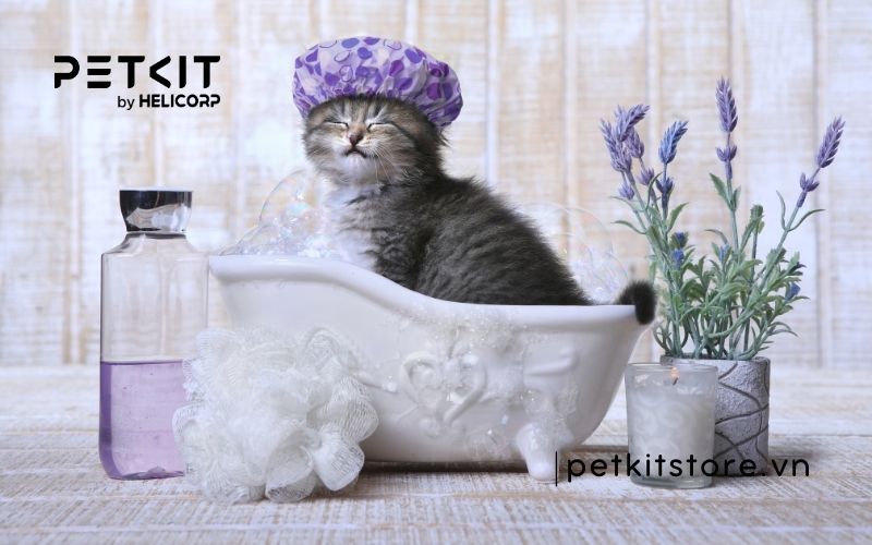 Mèo mấy tháng thì tắm được