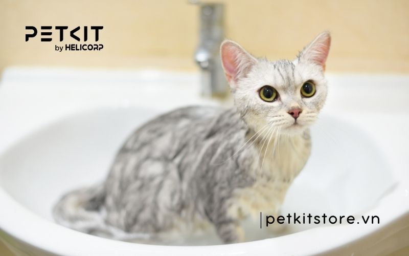 Mèo mấy tháng thì tắm được