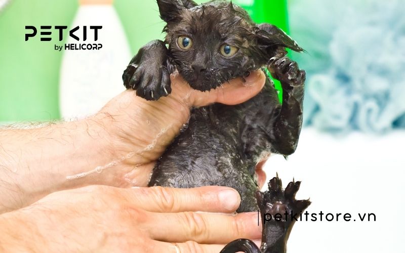 Mèo mấy tháng thì tắm được