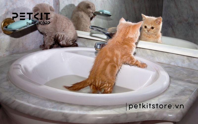 Mèo mấy tháng thì tắm được
