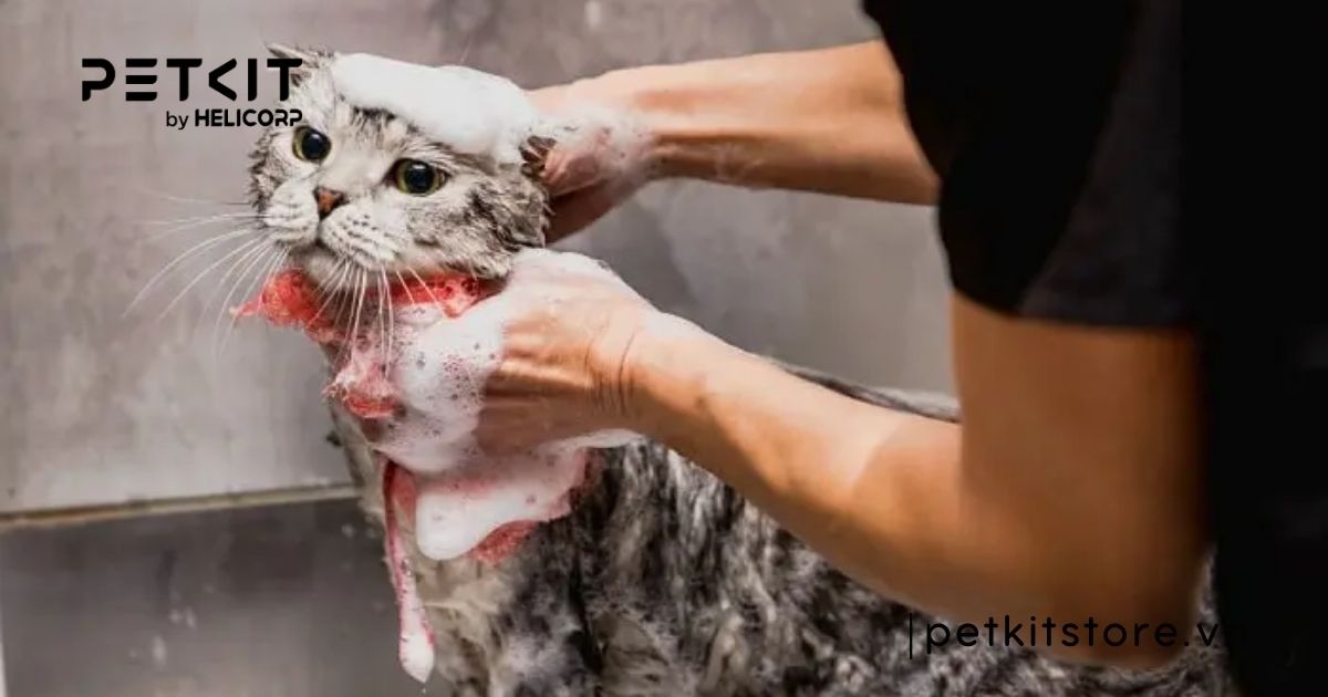 Mèo mẹ đẻ xong bao lâu thì tắm được