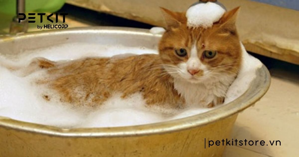 Mèo mẹ đẻ xong bao lâu thì tắm được