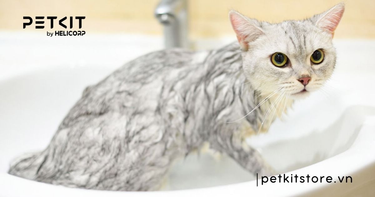 Mèo mẹ đẻ xong bao lâu thì tắm được