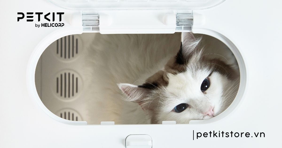 Mèo mẹ đẻ xong bao lâu thì tắm được