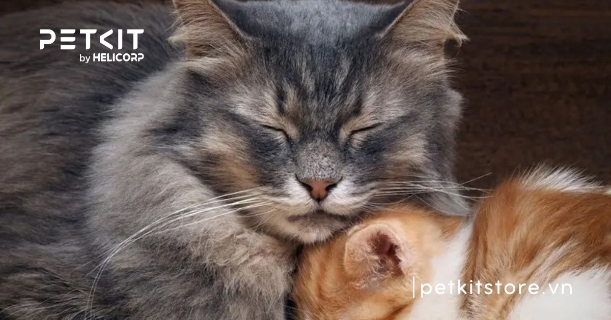 Khi mèo mới về nhà có nên nhốt không