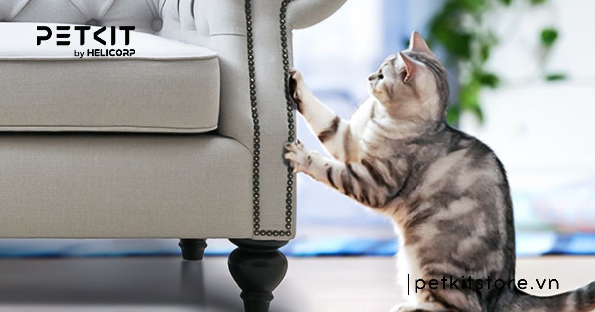 Khi mèo mới về nhà có nên nhốt không