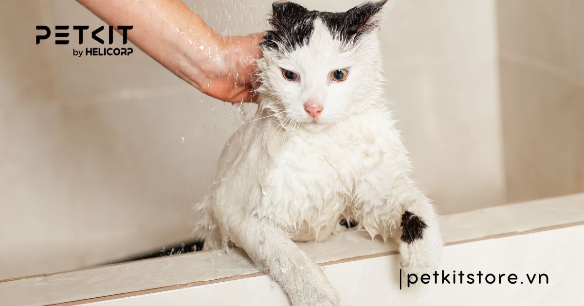 mèo mới về nhà có nên tắm