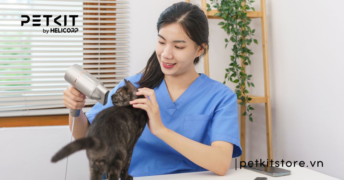 mèo mới về nhà có nên tắm