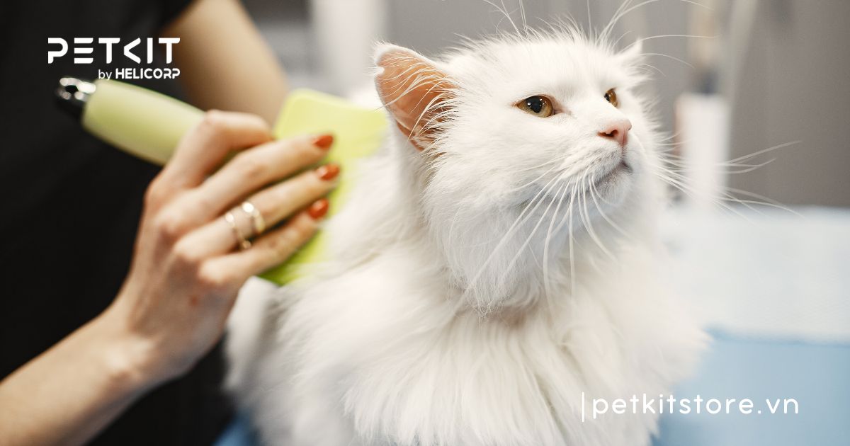 mèo mới về nhà có nên tắm