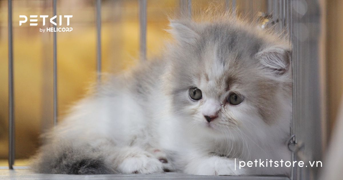 Vì sao mèo mới về nhà không chịu ăn