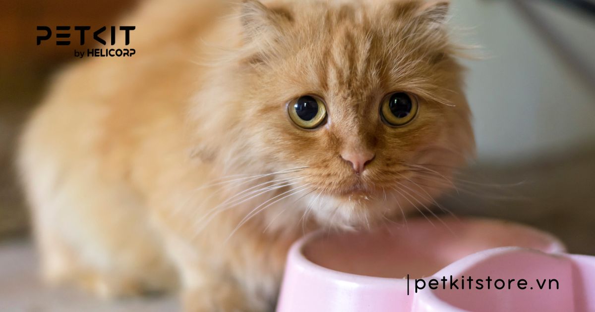 Vì sao mèo mới về nhà không chịu ăn