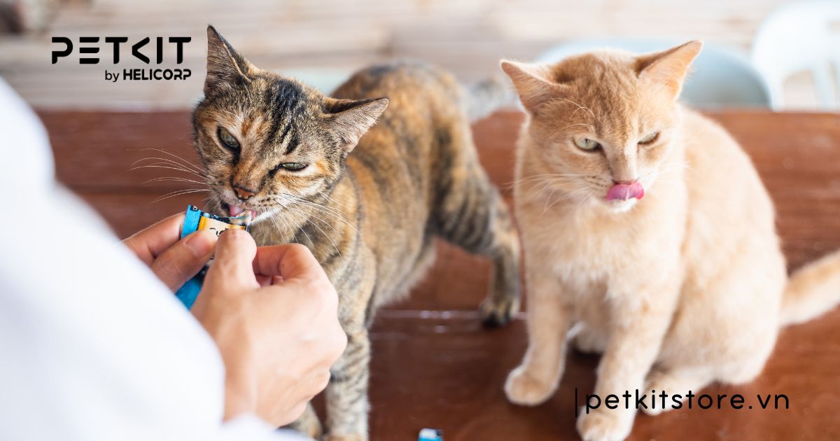 Vì sao mèo mới về nhà không chịu ăn