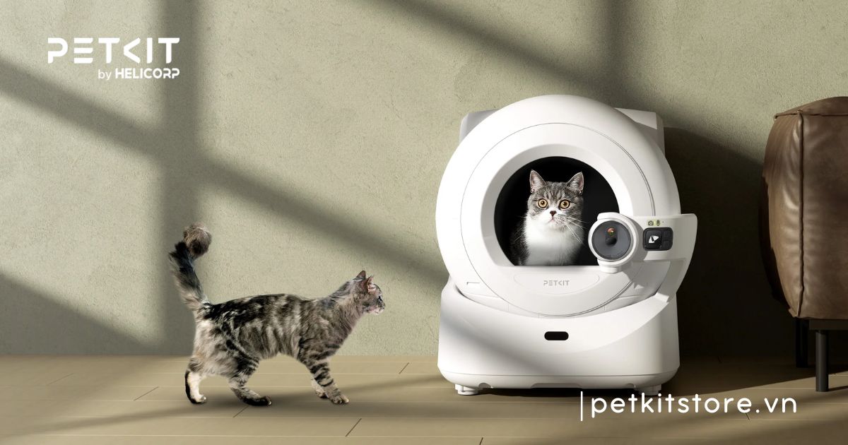 mèo mới về nhà nên làm gì