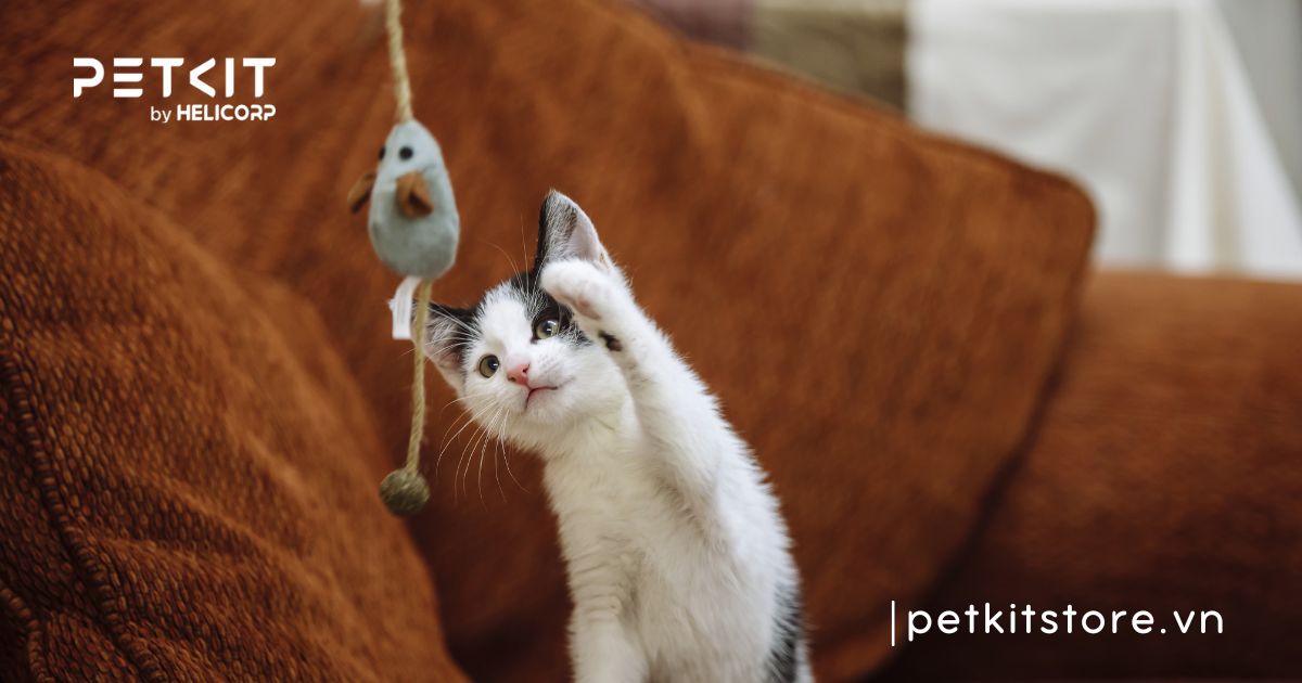 mèo mới về nhà nên làm gì