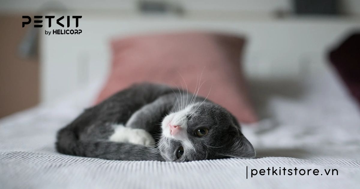 mèo mới về nhà nên làm gì