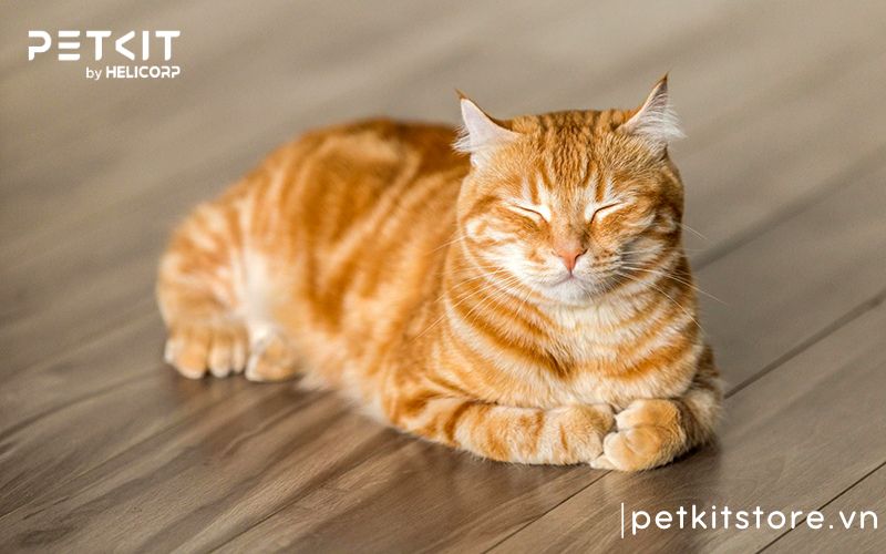 Nên nuôi giống mèo nào, mèo mướp