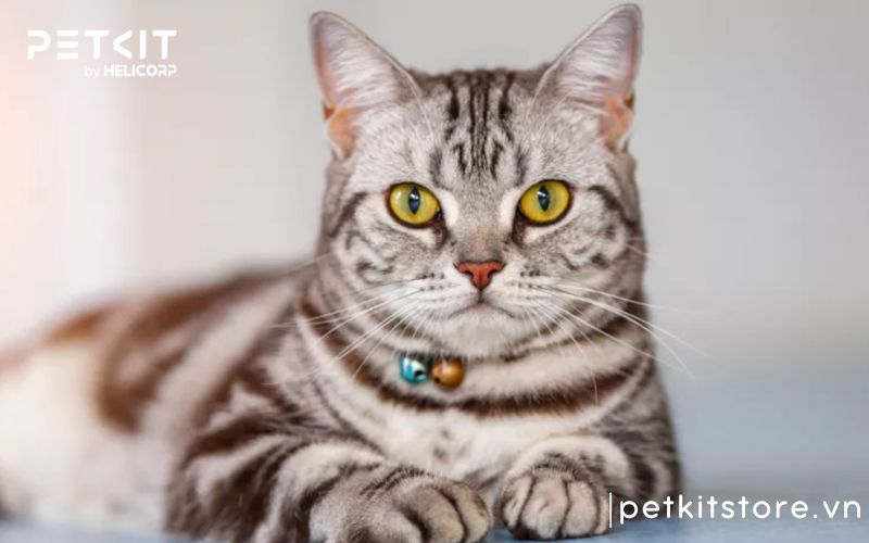 Mèo Mỹ, Nên nuôi giống mèo nào