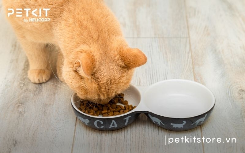 Mèo bị giảm bạch cầu nên ăn gì