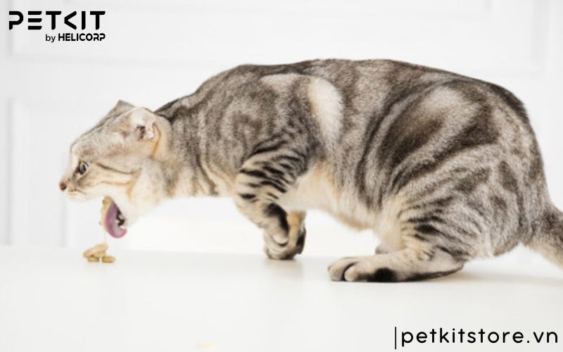 dấu hiệu bệnh giảm bạch cầu ở mèo