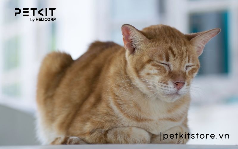 Bệnh giảm bạch cầu ở mèo có lây không